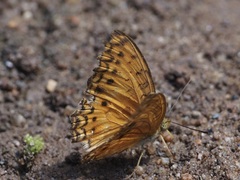 Phalanta