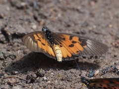 Acraea