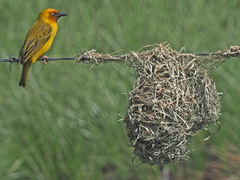 Ploceus capensis