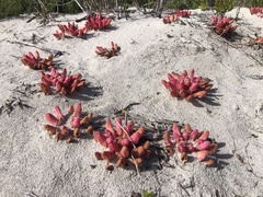 Hyobanche sanguinea