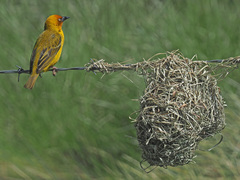 Ploceus capensis