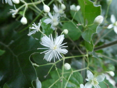 Clematis virginiana