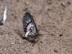 Acraea