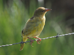 Ploceus capensis
