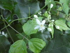 Clematis virginiana