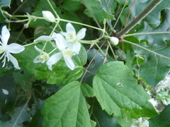 Clematis virginiana