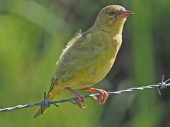 Ploceus capensis