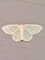 Chlorochlamys chloroleucaria