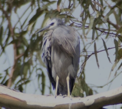 Egretta novaehollandiae novaehollandiae