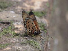 Acraea