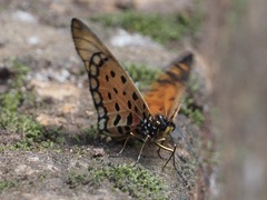 Acraea