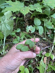 Veronica officinalis