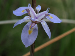 Moraea