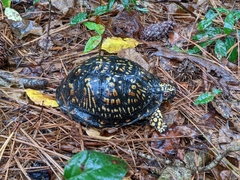 Terrapene carolina