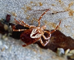 Amblyomma maculatum