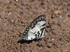 Tuxentius margaritaceus