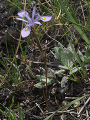 Moraea