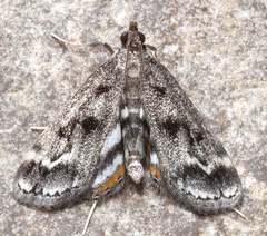 Parapoynx obscuralis