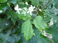 Clematis virginiana