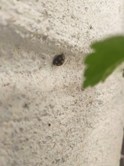 Brachiacantha ursina