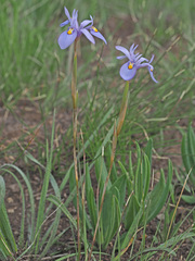 Moraea