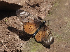 Acraea