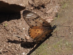 Acraea