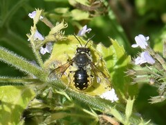 Anthidium manicatum