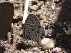 Leptotes pirithous