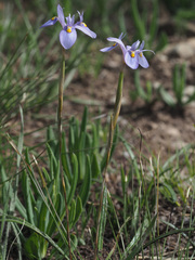 Moraea