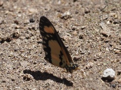 Acraea