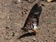 Acraea
