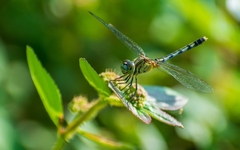Diplacodes trivialis