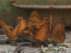 Phalanta