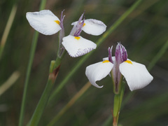 Moraea modesta