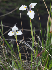 Moraea modesta