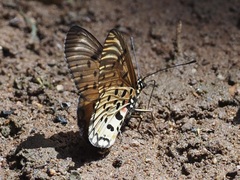 Acraea