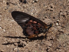 Acraea