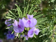Psoralea vanberkelae