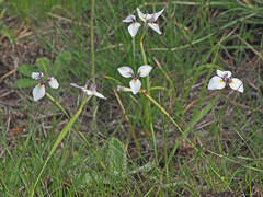 Moraea modesta