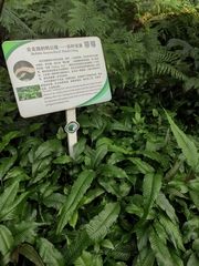 Bolbitis heteroclita