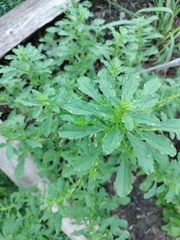 Amaranthus