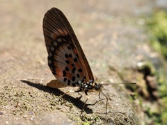 Acraea