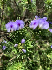 Psoralea vanberkelae
