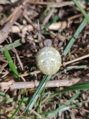 Araneus quadratus