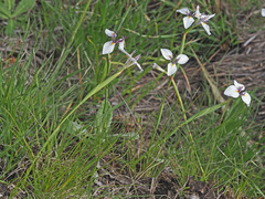Moraea modesta