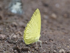 Eurema