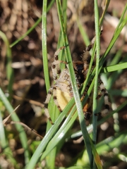 Araneus quadratus