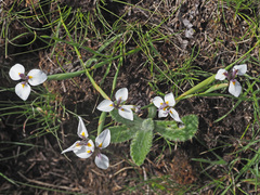 Moraea modesta