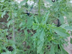 Amaranthus